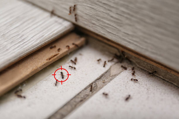 Best Pest Control Near Me in Stamford, TX